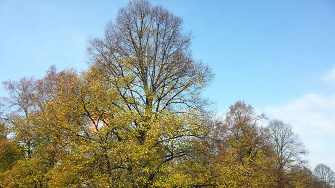 Öffentliches Grün