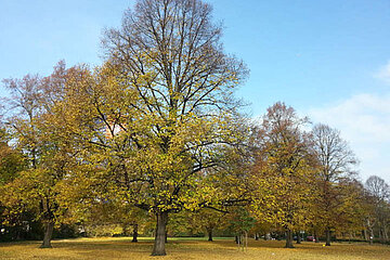 Öffentliches Grün