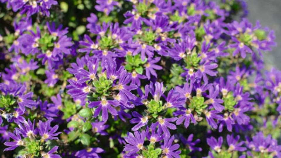 Scaevola „Blauröckchen“