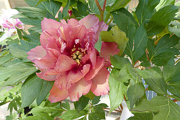 Image-16954