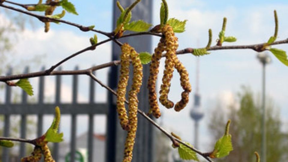 Birkenpollen