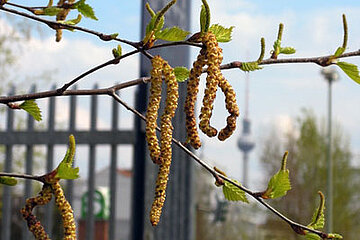 Birkenpollen