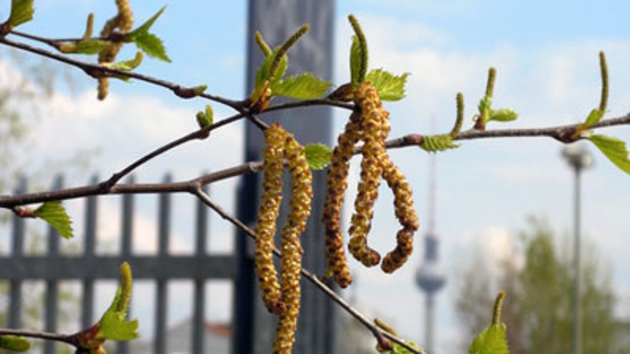 Birkenpollen