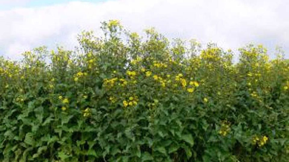 Silphiebestand