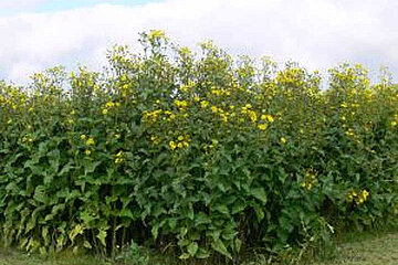 Silphiebestand