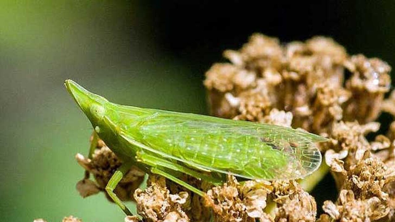 Zikade