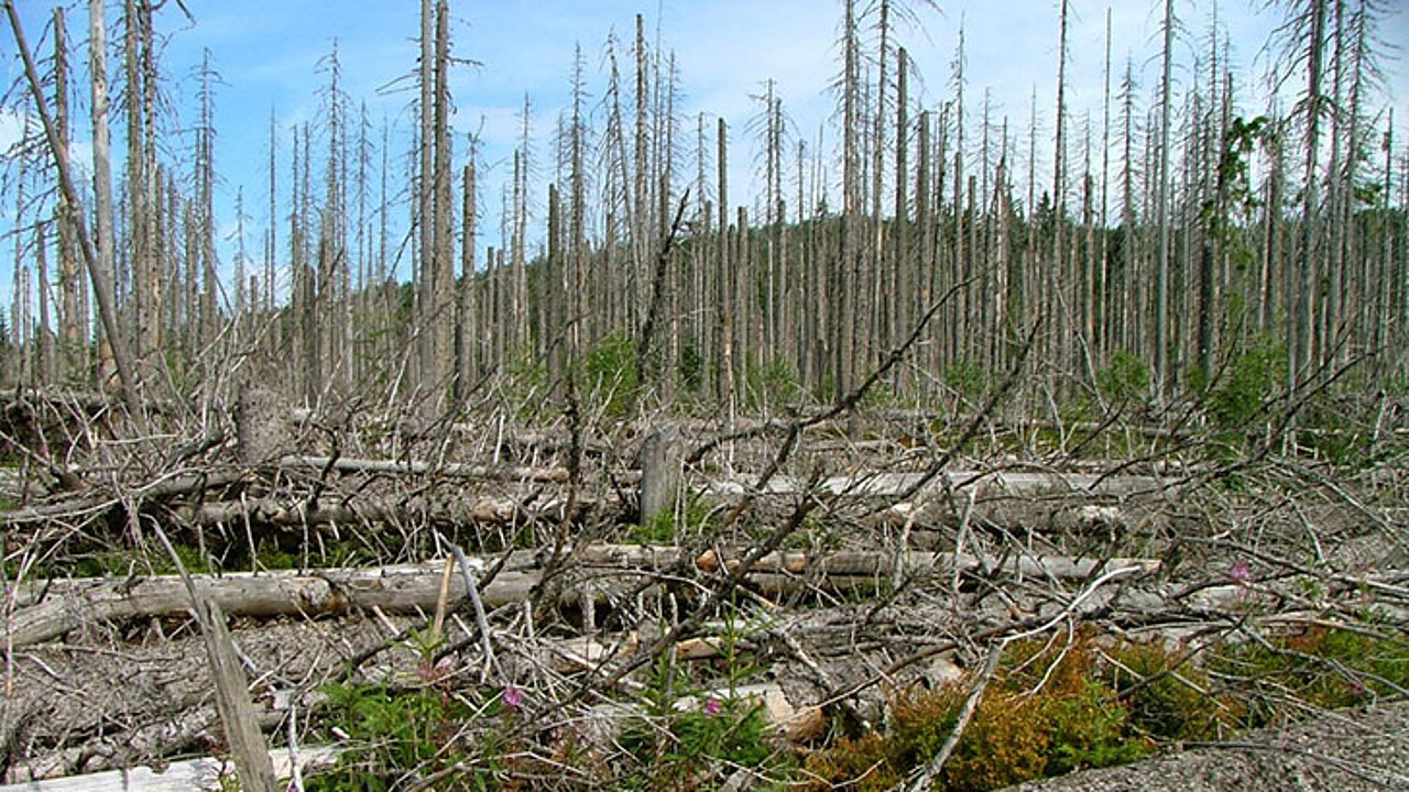 Waldschäden