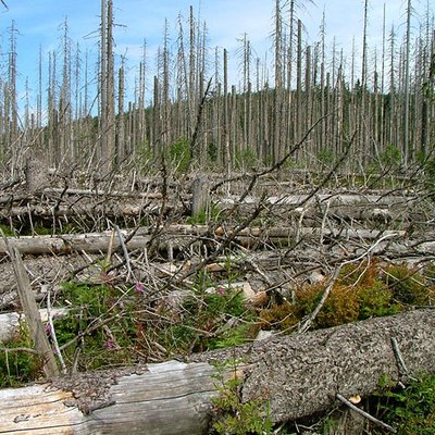 Waldschäden