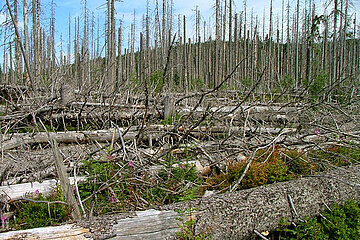 Waldschäden