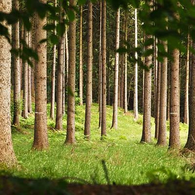 Wald