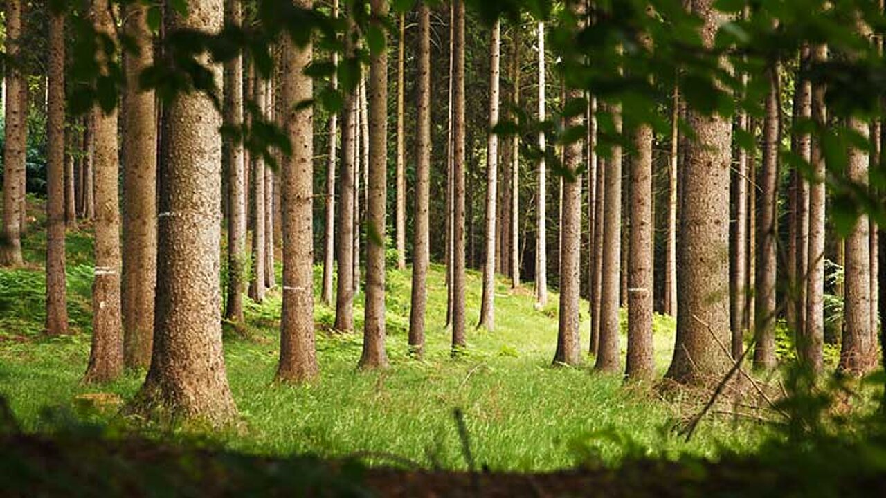 Wald
