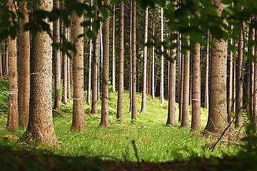 Wald