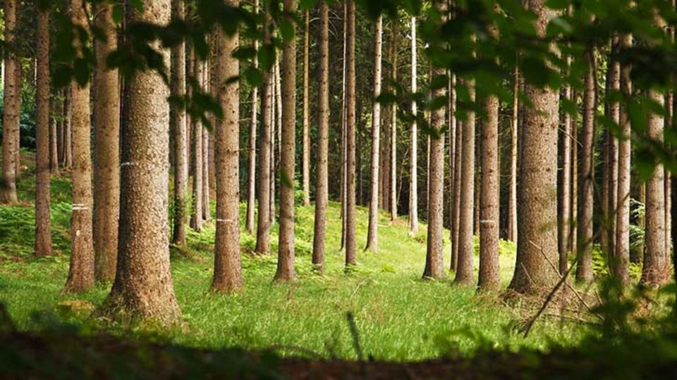 Wald