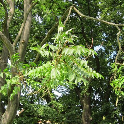 Götterbaum