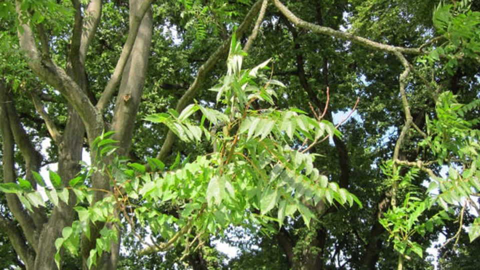 Götterbaum