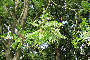 Götterbaum