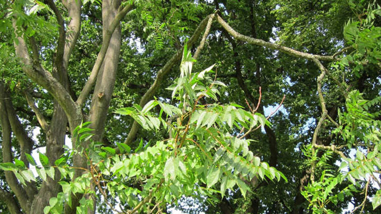 Götterbaum