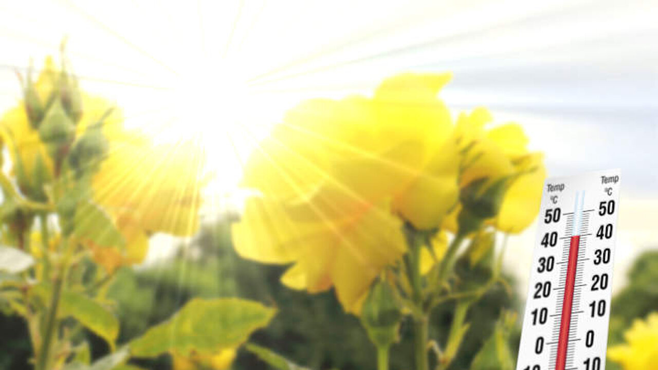 Königin der Blumen