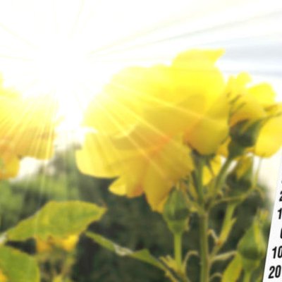 Königin der Blumen