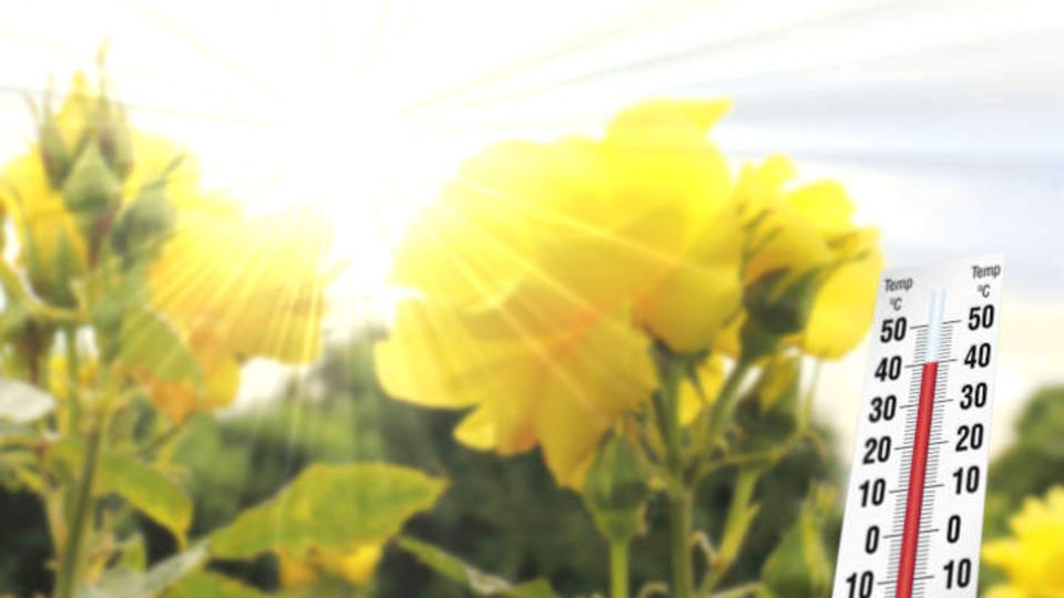 Königin der Blumen