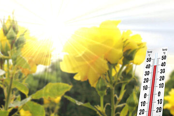 Königin der Blumen