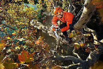 STIHL-Akku-Baumpflegesäge