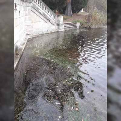 Unterwasserpflanzen