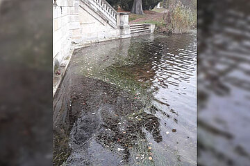 Unterwasserpflanzen