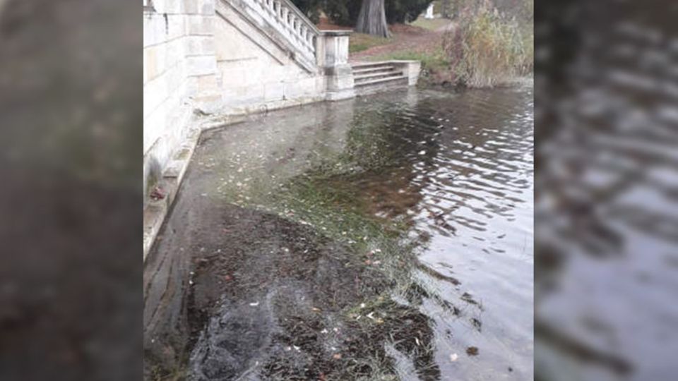 Unterwasserpflanzen