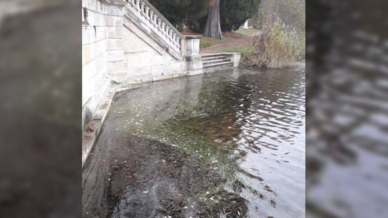 Unterwasserpflanzen