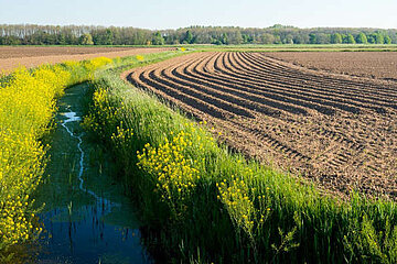 Image-16974
