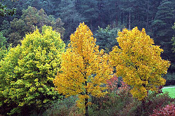 Image-5251