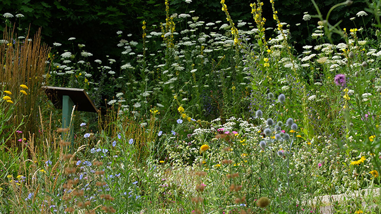Blüh- und Insektenparadies