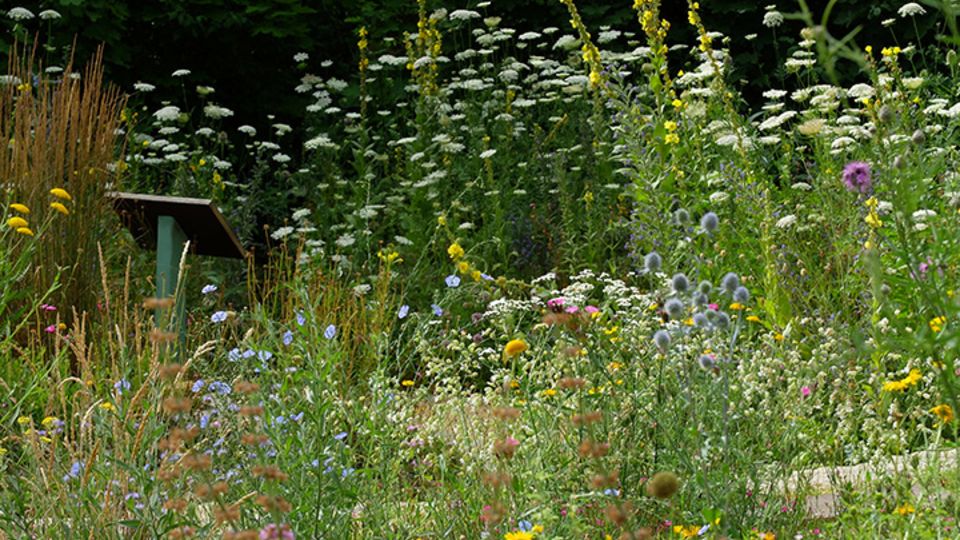Blüh- und Insektenparadies