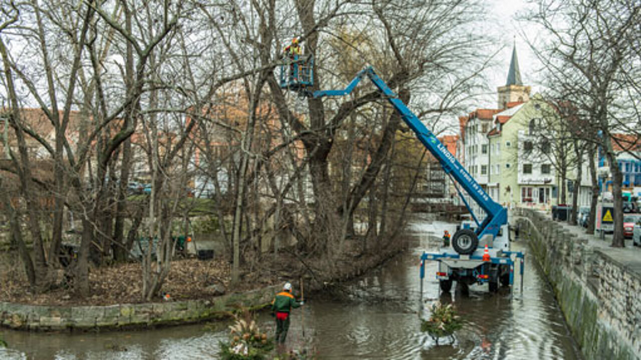 System Lift-Baumschnitt