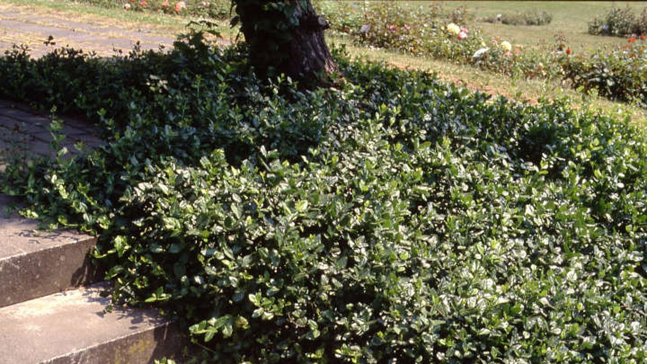 Teppich-Spindelstrauch
