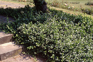 Teppich-Spindelstrauch