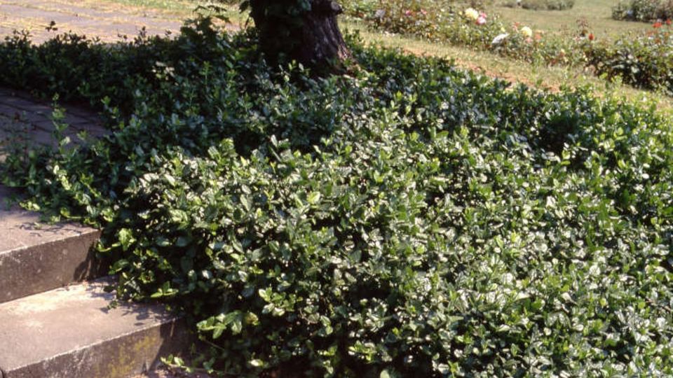 Teppich-Spindelstrauch