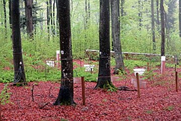 Wald