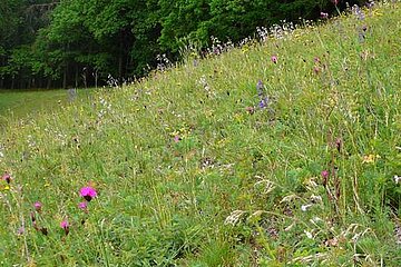 Wildbiene