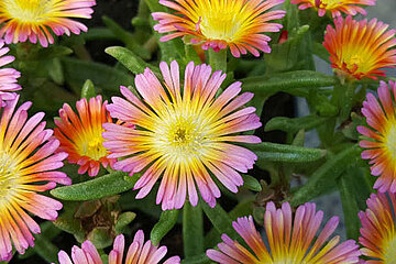 Salmony Pink