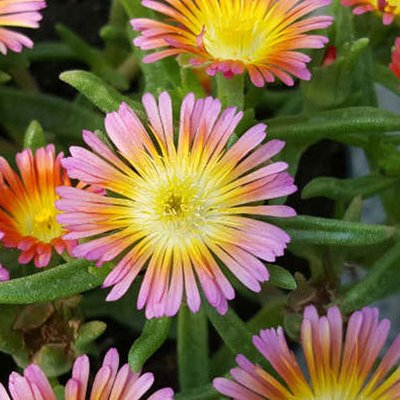 Salmony Pink