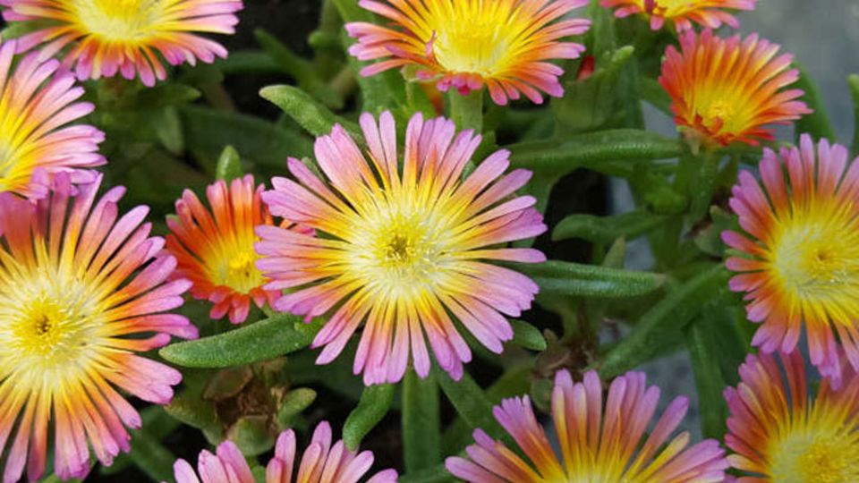 Salmony Pink