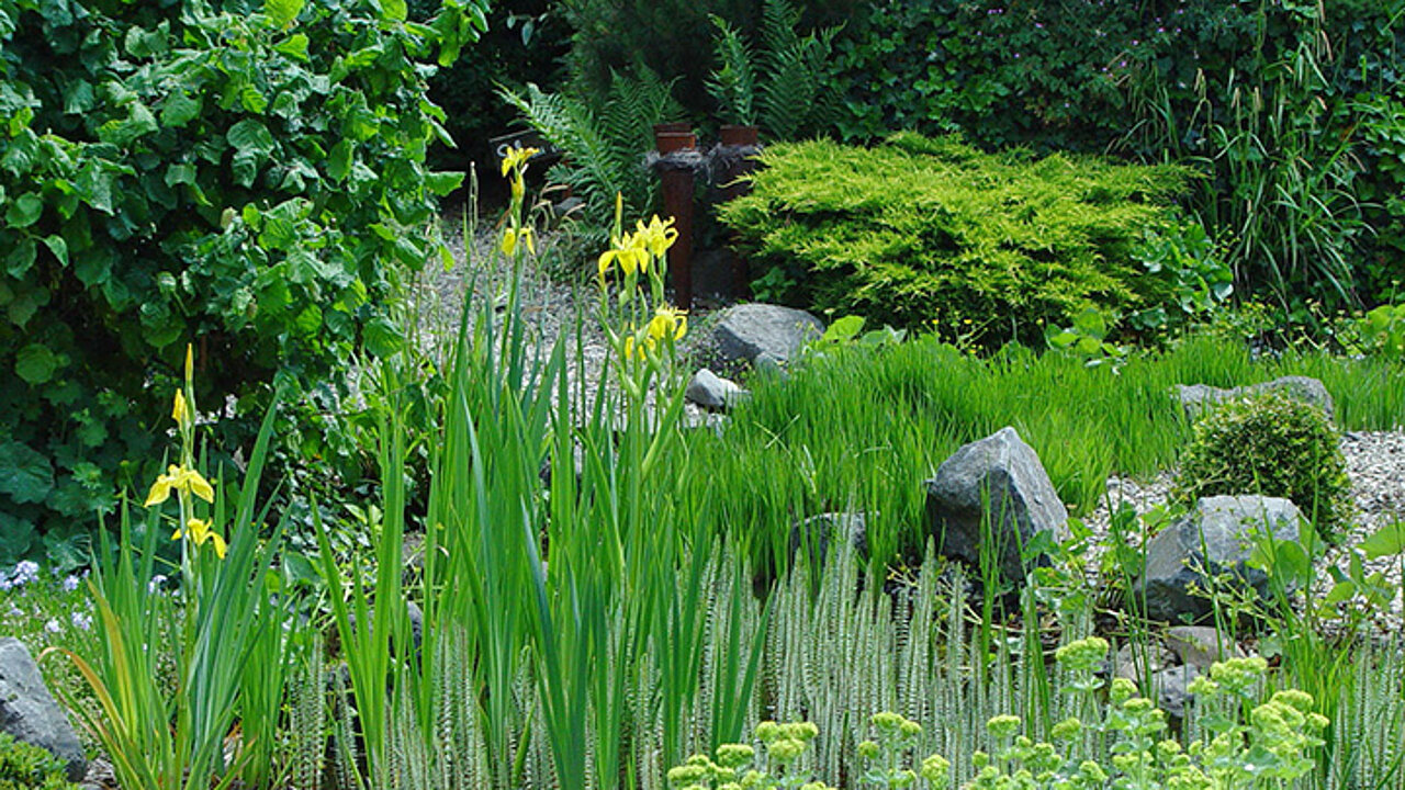 Feuchtgebiete im Garten