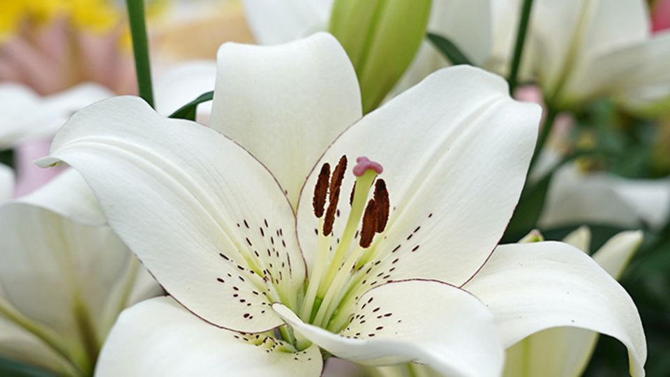 Lilien