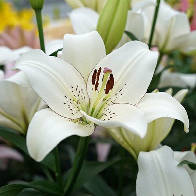 Lilien
