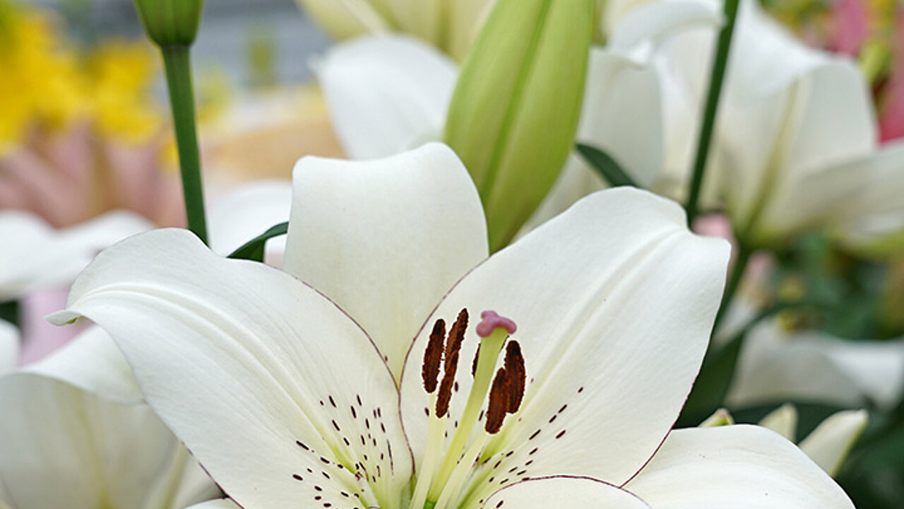 Lilien