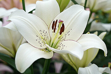 Lilien