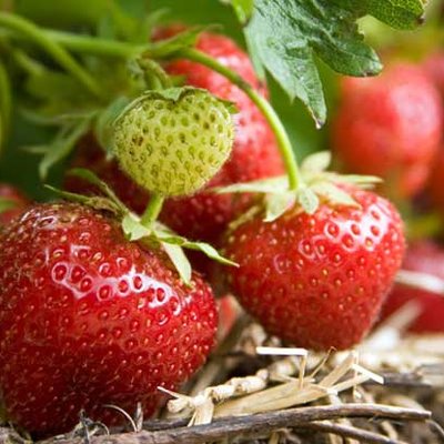 Erdbeeren