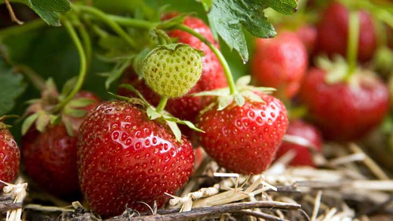 Erdbeeren